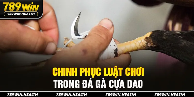 Chinh phục luật chơi trong đá gà cựa dao