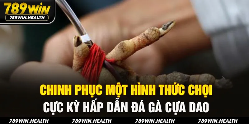 Chinh phục một hình thức chọi cực kỳ hấp dẫn đá gà cựa dao