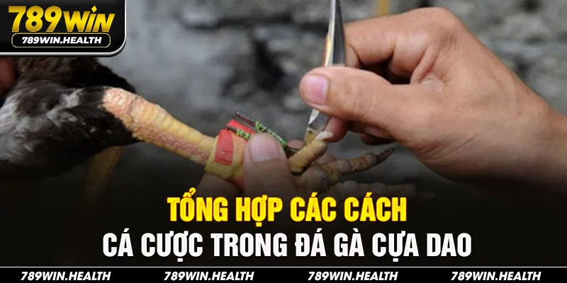 Tổng hợp các cách cá cược trong đá gà cựa dao